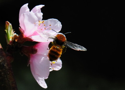 Wild bee (Andrena fulva) foraging in nature - Eindhoven