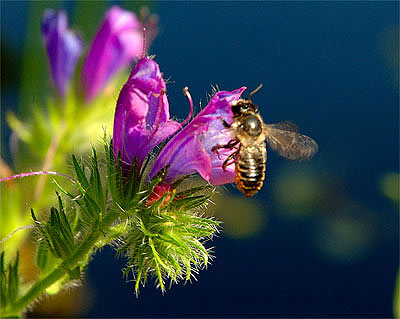 Leafcutter bee (Megachile) - Behangersbij