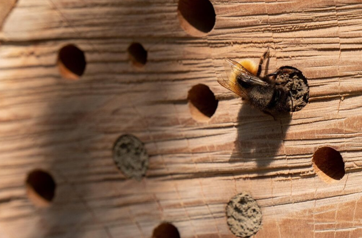 Wood bee nest example 1 - drilled wood block