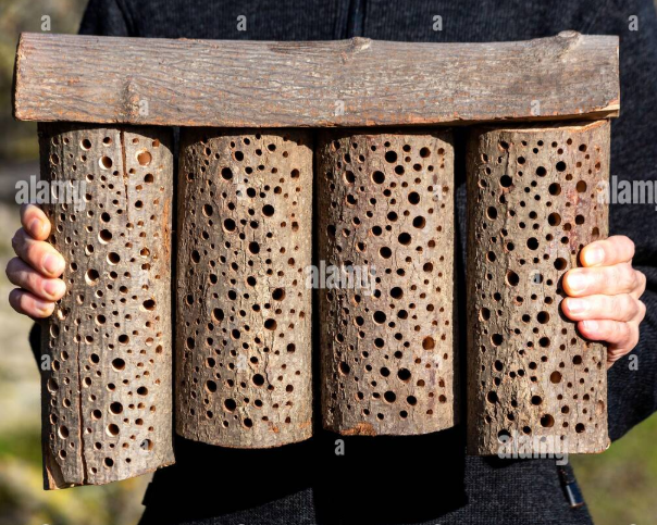 Wood bee nest example 2