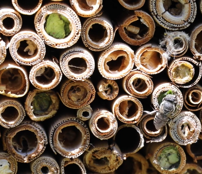 Wood bee nest example 3 - bamboo and reed stems with hollows