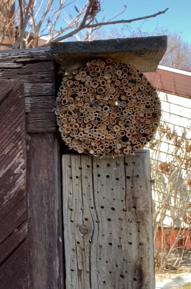 Wood bee nest example 4