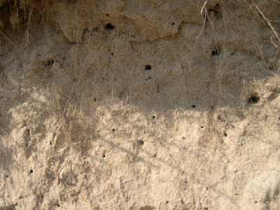Bare sandy soil used as nesting ground by wild bees